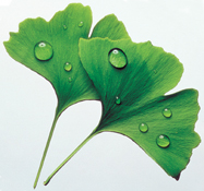 Ginkgo biloba indeholder nogle biologisk aktive stoffer, som udvider blodkarrene og �ger tilstr�mningen af ilt og n�ringsstoffer til hjernecellerne. De fleste m�rker en klar forskel allerede indenfor ganske f� uger.