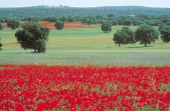 Castilla-La Mancha er kendt som et t�rt land - men det er en sandhed med modifikationer.