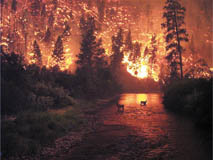 Mange dyr bliver flammernes bytte.
