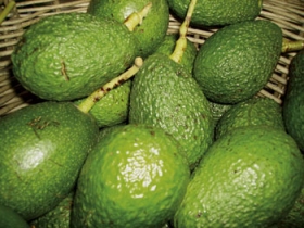 Avocadotræet kan blive op til 20 meter højt, men det kan med fordel beskæres ned til under 5 meter. Avocadotræet kan blive op til 20 meter højt, men det kan med fordel beskæres ned til under 5 meter.