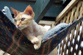 Modelfoto