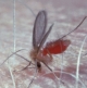 Pas p� leishmaniasis