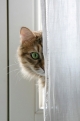 Kattens til nysgerrighed