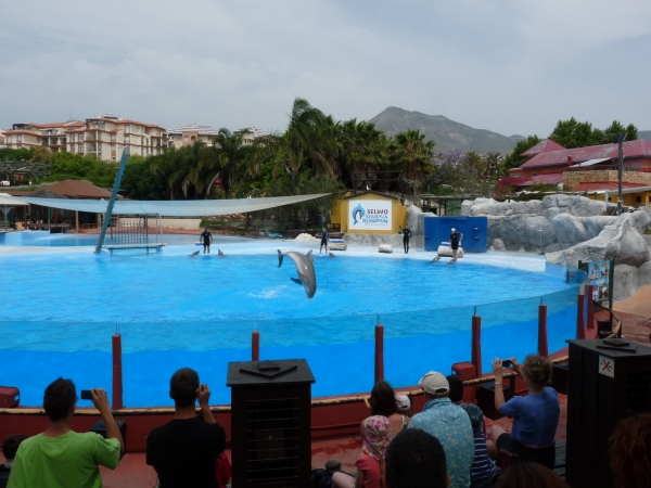 Selwo Marina - delfinshow i Benalmadena