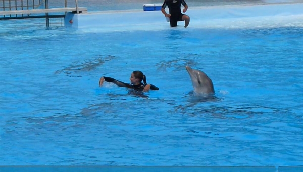 Selwo Marina - delfinshow i Benalmadena Selwo Marina - delfinshow i Benalmadena