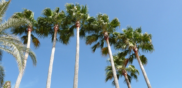 Hoteller i Malaga og på Costa del Sol = sol og strand! Hoteller i Malaga og på Costa del Sol = sol og strand!
